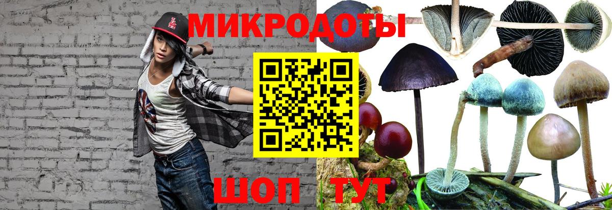 Псилоцибиновые грибы Psilocybine cubensis Махачкала